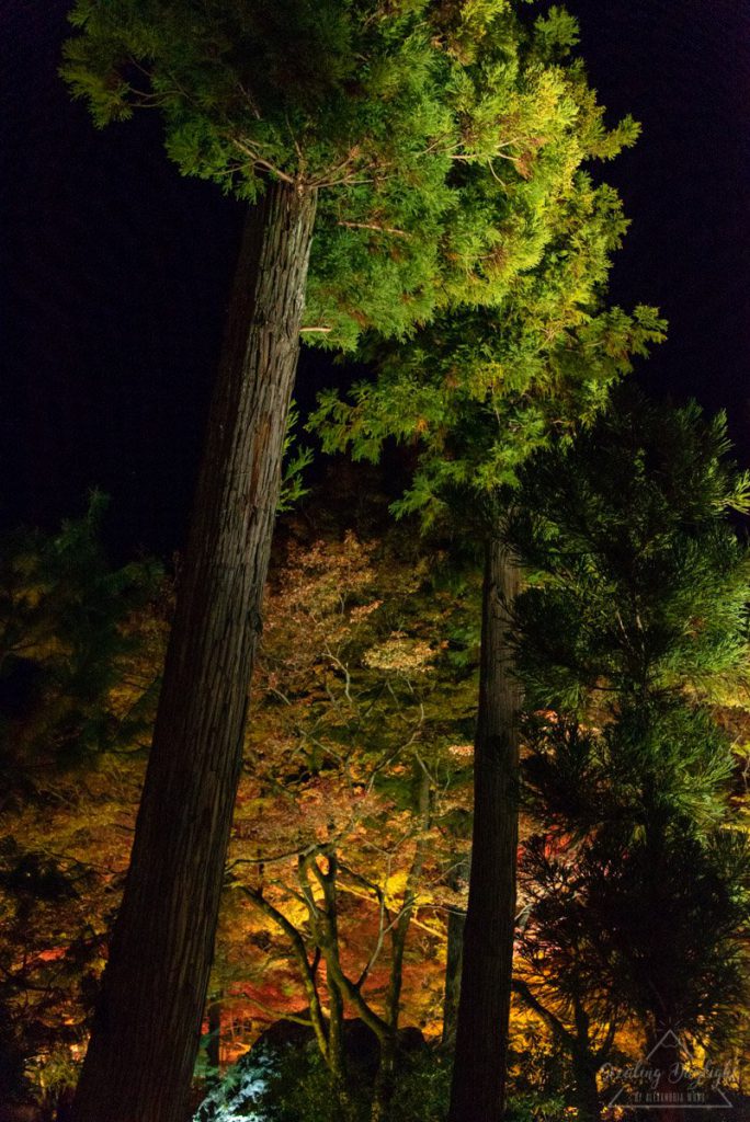 京都 寶嚴院 紅葉 夜間拜觀