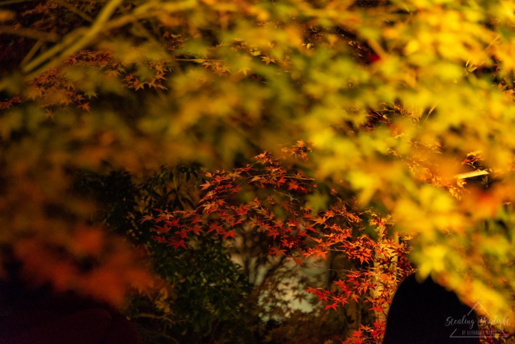 京都 寶嚴院 紅葉 夜間拜觀