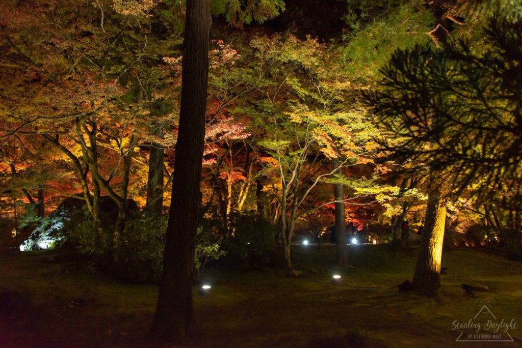 京都 寶嚴院 紅葉 夜間拜觀