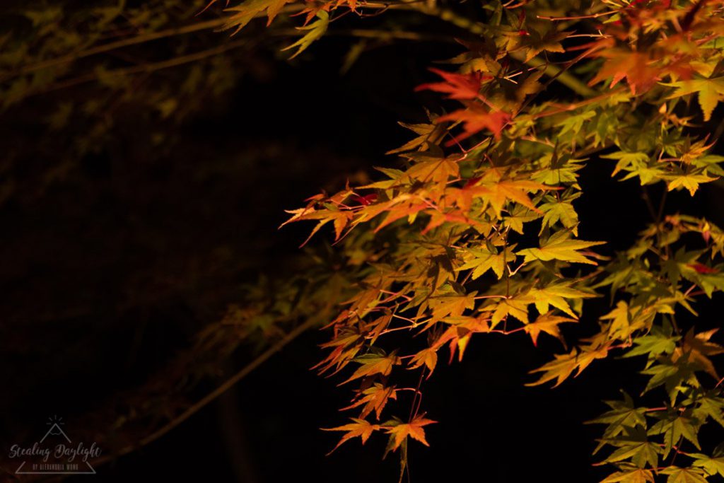 京都 寶嚴院 紅葉 夜間拜觀