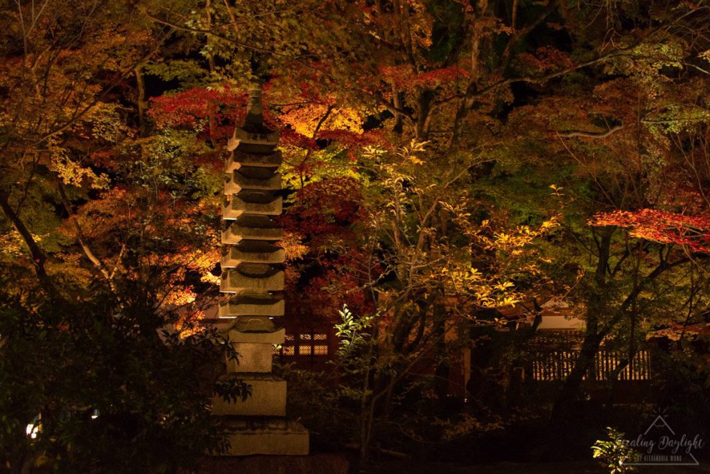 京都 寶嚴院 紅葉 夜間拜觀