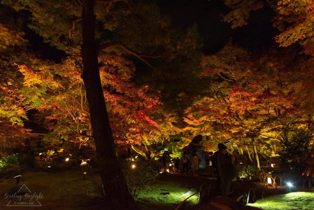京都 寶嚴院 紅葉 夜間拜觀