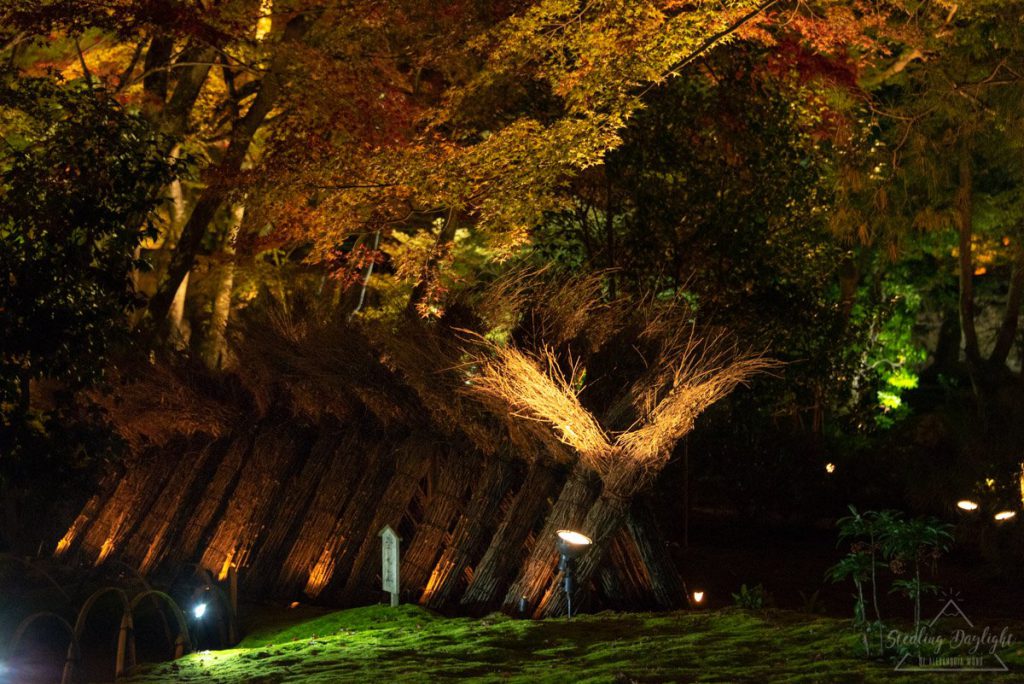 京都 寶嚴院 紅葉 夜間拜觀