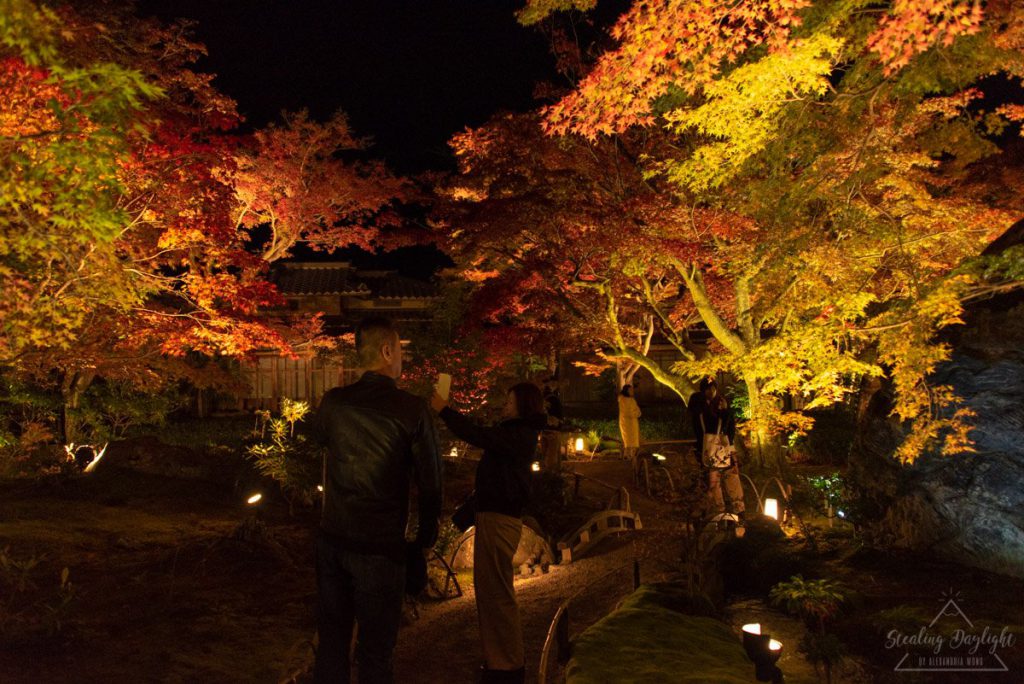 京都 寶嚴院 紅葉 夜間拜觀