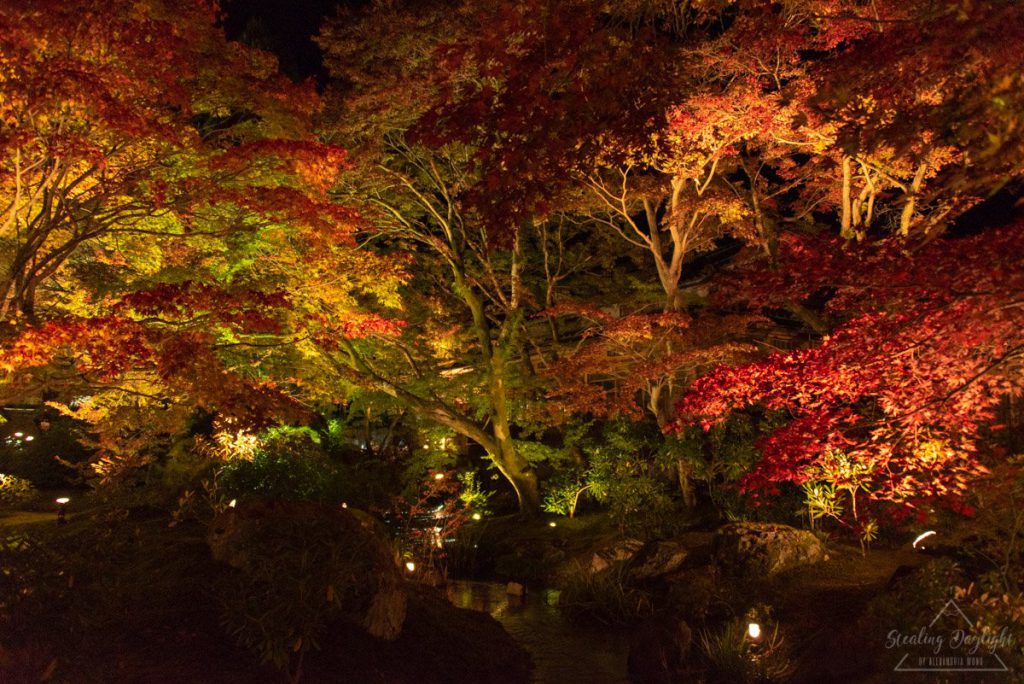 京都 寶嚴院 紅葉 夜間拜觀