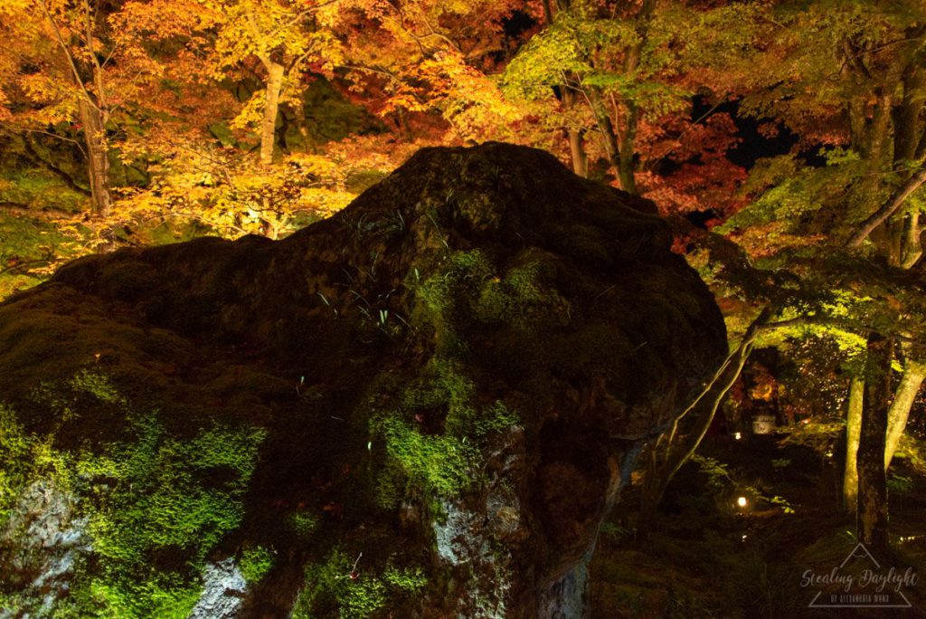 京都 寶嚴院 紅葉 夜間拜觀
