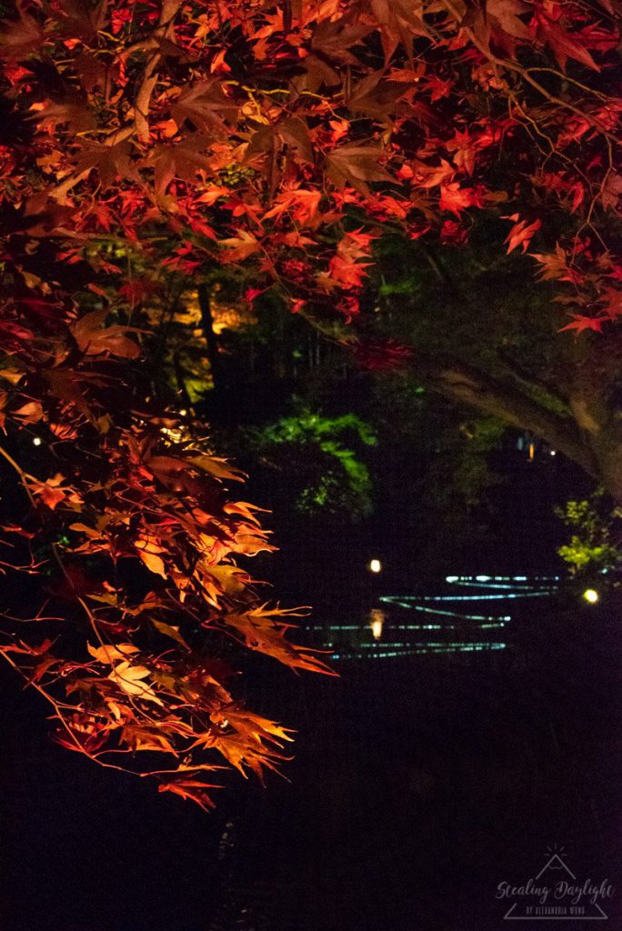 京都 寶嚴院 紅葉 夜間拜觀