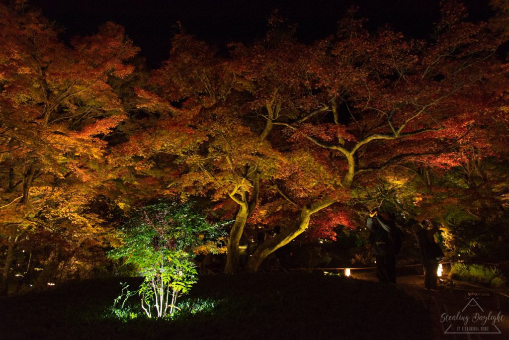 京都 寶嚴院 紅葉 夜間拜觀