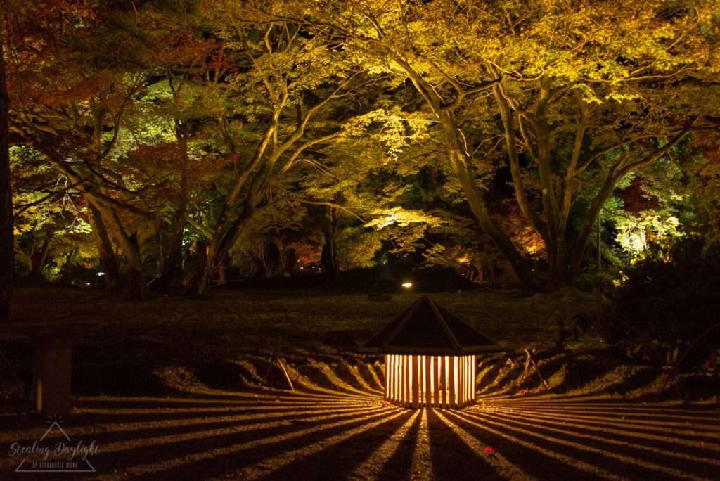 京都 寶嚴院 紅葉 夜間拜觀