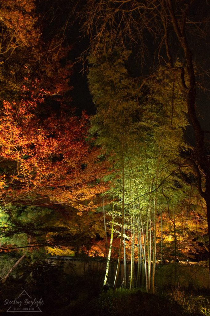 京都 寶嚴院 紅葉 夜間拜觀