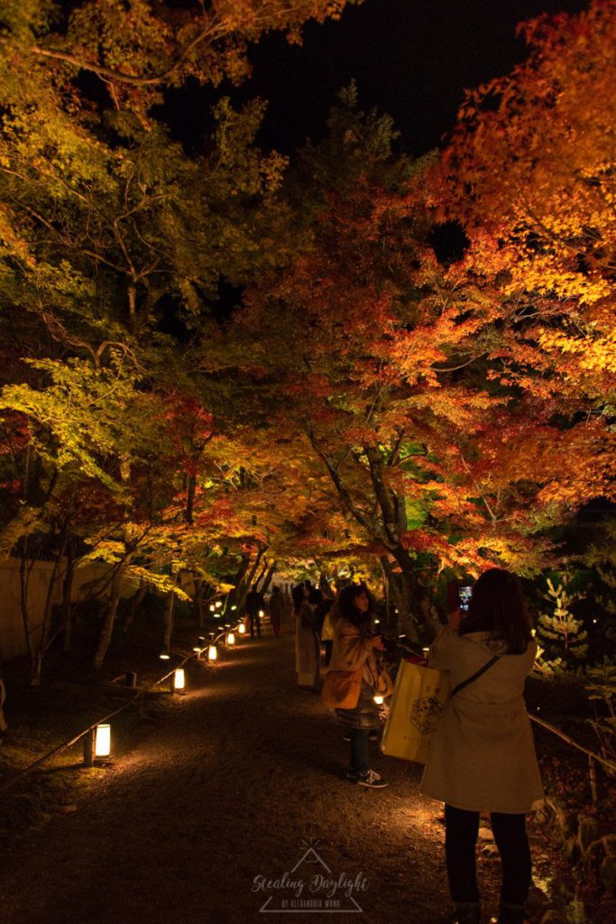 京都 寶嚴院 紅葉 夜間拜觀