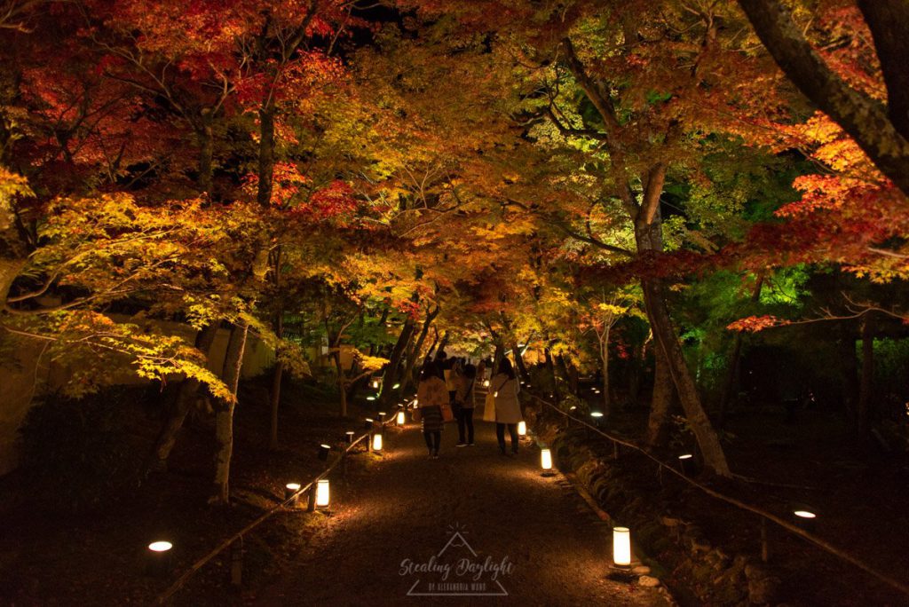 京都 寶嚴院 紅葉 夜間拜觀