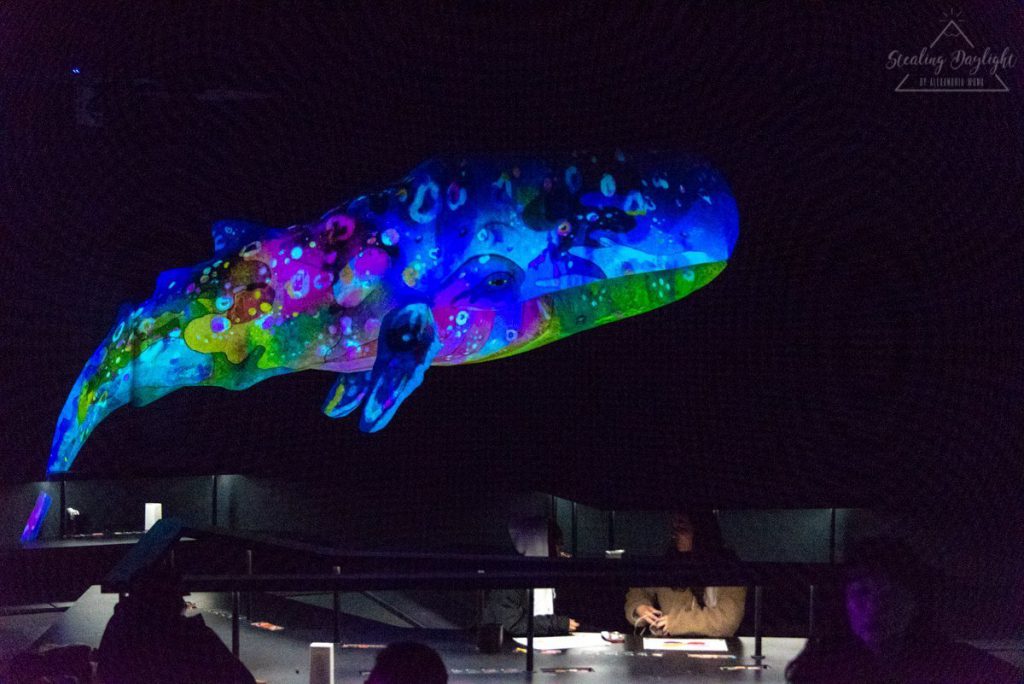 東京 台場 teamLab Borderless